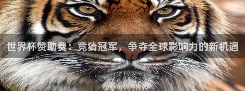 世界杯2026预选赛:世界杯赞助费:竞猜冠军,争夺全球影响力的新机遇